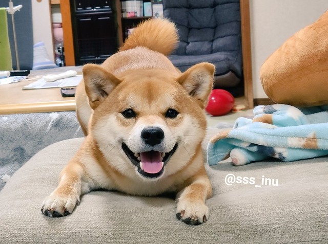 絶対散歩に行くって譲らなかったのになぜ 愛犬の心変わりが話題 気分屋ですから 柴犬だもん まいどなニュース 絶対散歩に行くって譲らなかったのになぜ 愛犬の心変わりが話題 気分屋ですから 柴犬だもん まいどなニュース