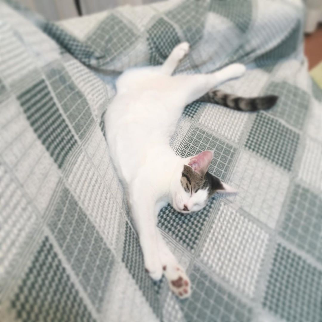 怖くないよ まるで親猫のように呼びかけ 先住猫のトラくん 野良猫だった２匹の子猫の心を開く まいどなニュース