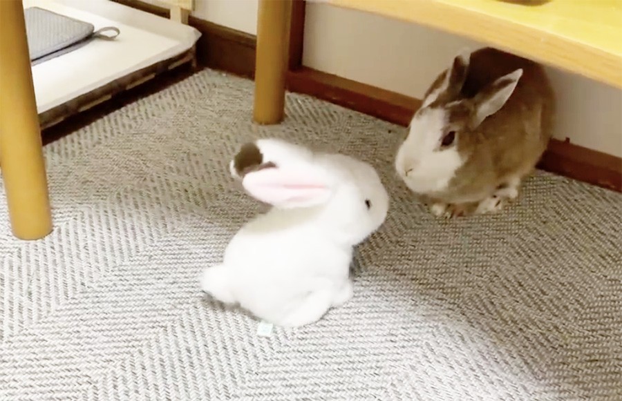 うさパンチめちゃキャワ 保護ウサギが おもちゃウサギにko勝ち うちの子強い 感心する飼い主さん まいどなニュース うさパンチめちゃキャワ 保護ウサギが おもちゃウサギにko勝ち うちの子強い 感心する飼い主さん まいどなニュース