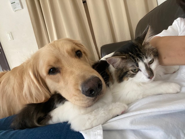 最近 猫のまねをするから困ってる テーブルの上でくつろぐ大型犬に驚き ネコ科ぶってる 学習能力が高い まいどなニュース