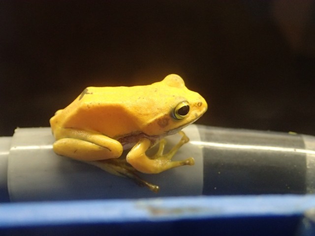 三重·志摩海洋公园中 有只"几乎金黄"的小青蛙