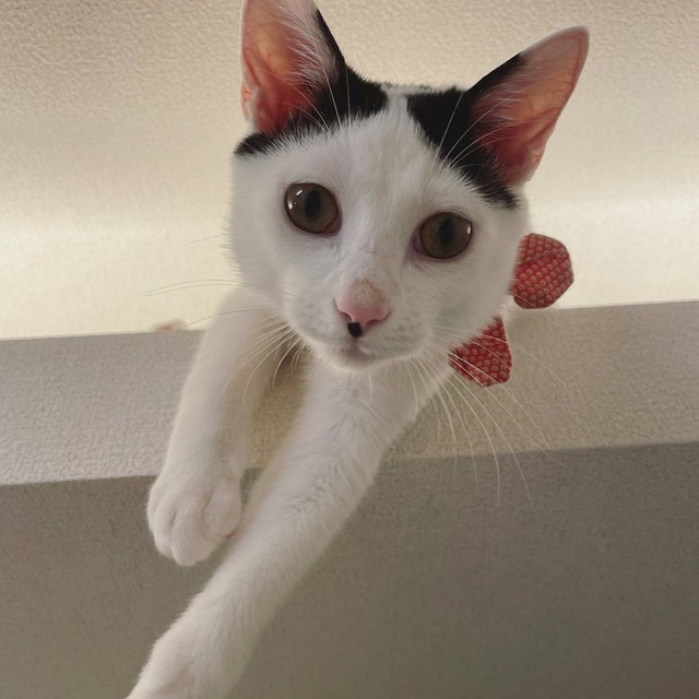 いいとこだから、やめて！」アガリ直前、雀卓に猫が乱入 気になる麻雀 