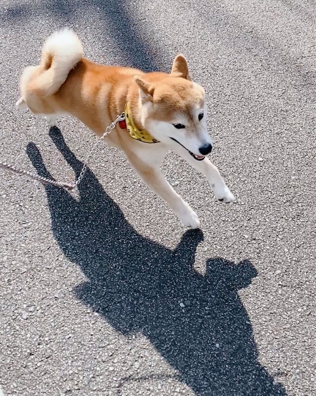 ムギュッ 散歩ではしゃぎ過ぎた柴犬の顔に爆笑 何パン 作画崩壊 失敗したシフォンケーキ まいどなニュース