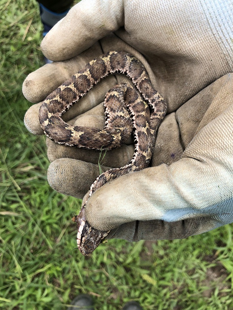 いきなりマムシが出た 鉄爺里山へ行く 1 まいどなニュース
