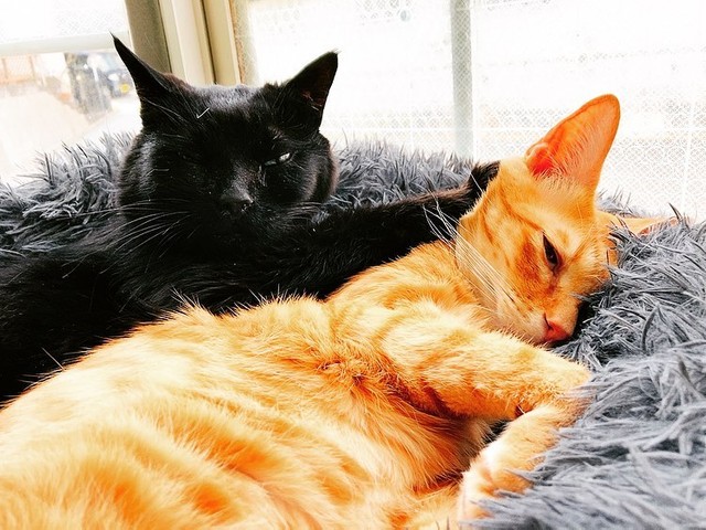 山中で鳴いていた子猫 家族や先住猫に守られすくすく成長 妹猫を迎え幸せなシニアライフを満喫 まいどなニュース