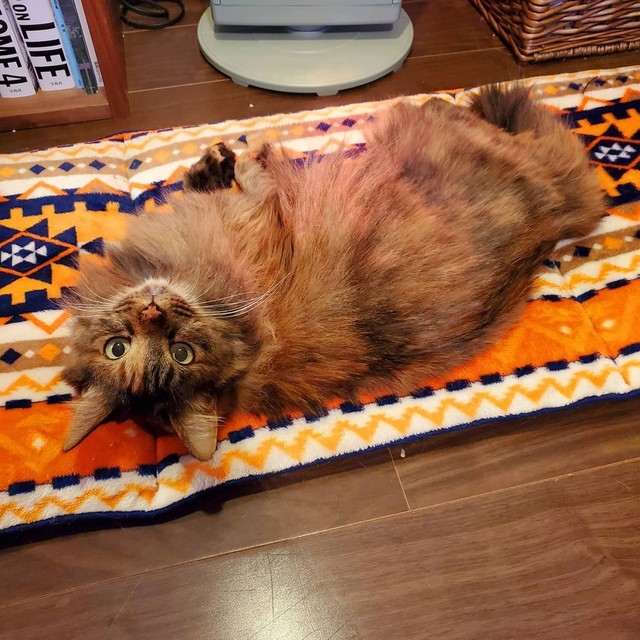 農家の庭先で生まれた子猫を引き取った 人懐っこい猫に成長、ダミ声で 