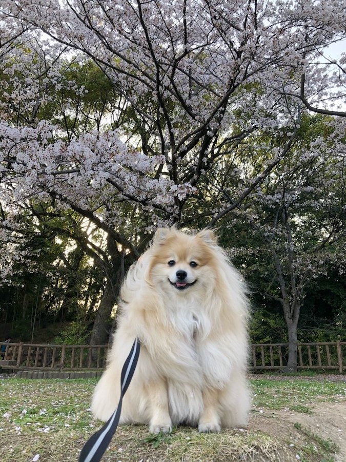 犬神さま降臨 ただならぬ巨大さと迫力に イエティ ポメかどうかもあやしい ざわつくネット民 まいどなニュース