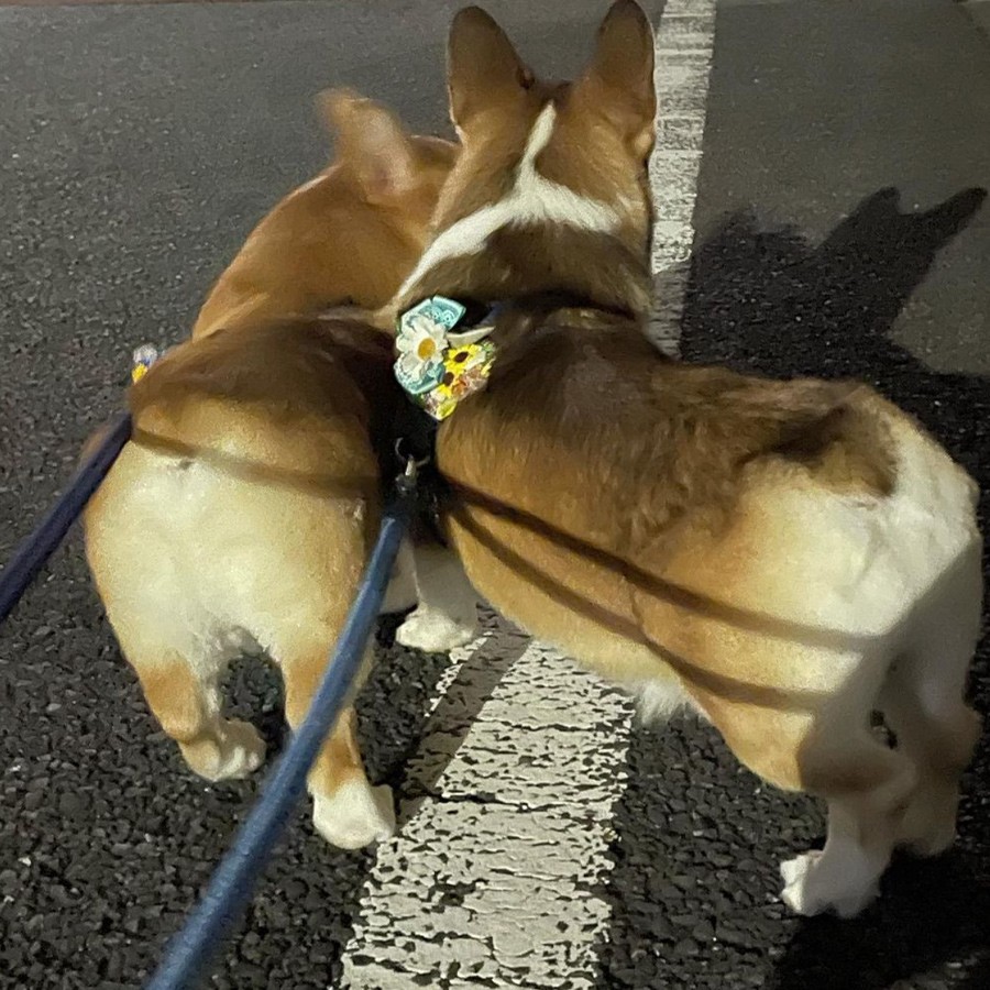 コーギーのおしり食パン 妻が懸命に作った犬の仮装を見て 焼き色がいい感じ これはダブルソフトじゃないと まいどなニュース