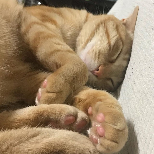 保健所行きを目前で逃れた子猫 愛犬を亡くして沈みがちだった毎日を 