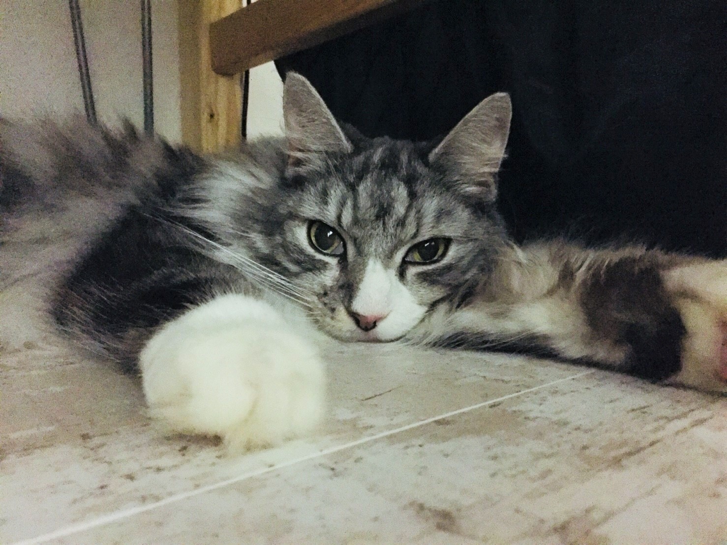 ご飯はふすま？飼育放棄され、やせ細っていた猫 家族の愛情で元気を 