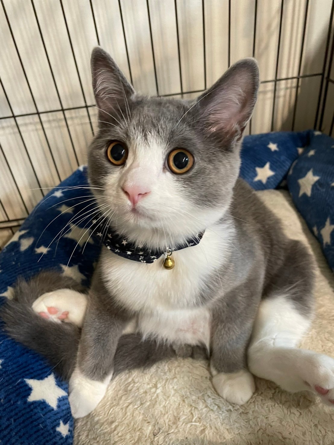 これ何て座り方なんだろう キョトン顔で座る猫さん スコ座り いえいえ ピカチュウ座り ですね まいどなニュース