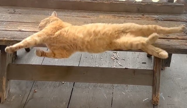 見事な着地 ブラボー 昼寝中にベンチから落下するも 華麗な着地を決めた猫に 10点 10点 10点 満点にゃ まいどなニュース 見事な着地 ブラボー 昼寝中にベンチから落下するも 華麗な着地を決めた猫に 10点 10点 10点 満点にゃ まいどなニュース