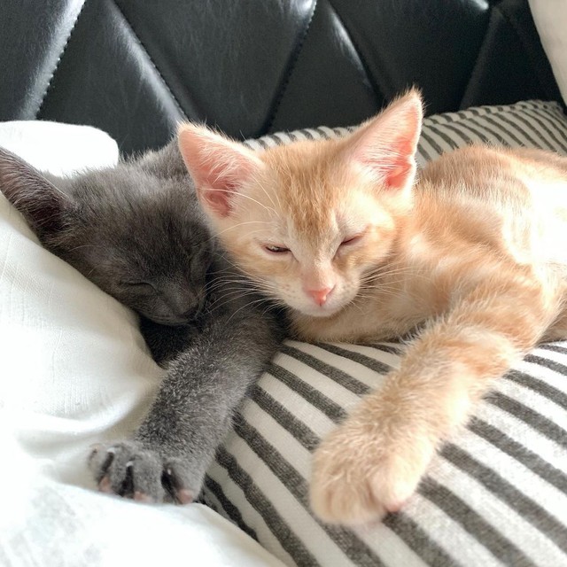 動物愛護センターから引き出された子猫兄弟 譲渡サイトで見初められ 仲良く幸せに まいどなニュース 動物愛護センターから引き出された子猫兄弟 譲渡サイトで見初められ 仲良く幸せに まいどなニュース