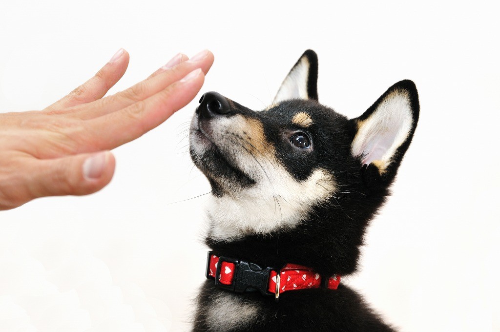 東京のど真ん中でウロウロ 迷子になった犬のくろ君 優しい人たちの協力で2週間後に家族のもとへ まいどなニュース