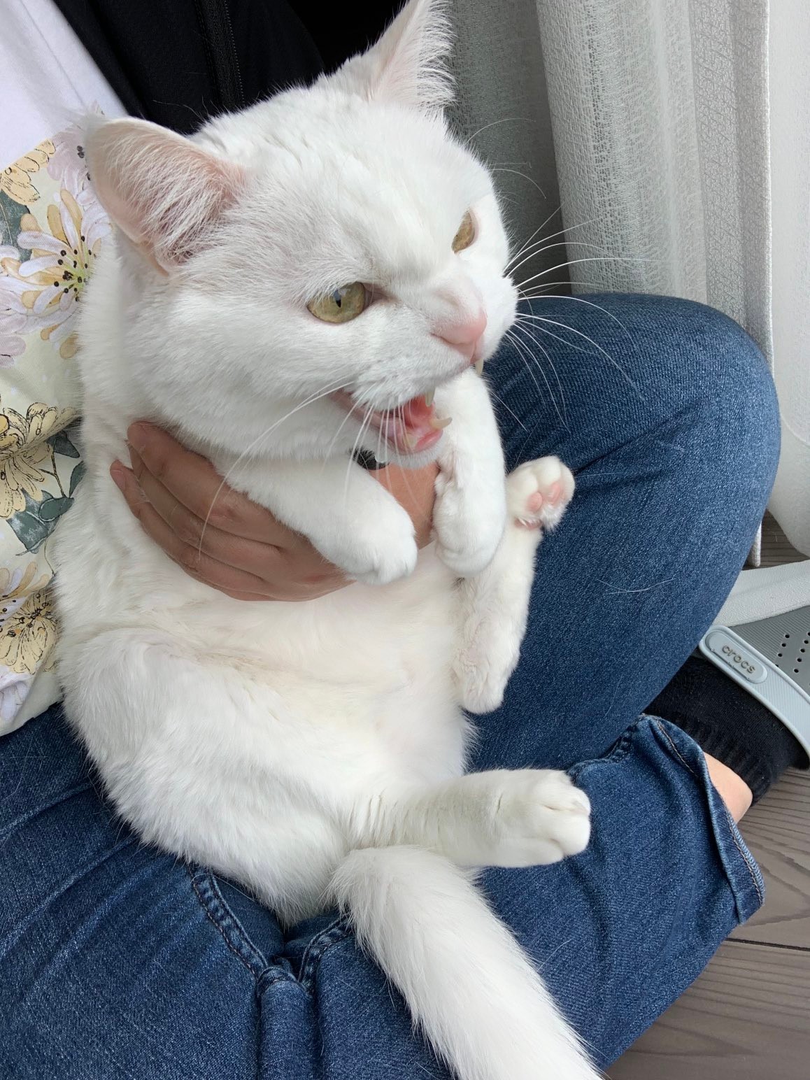 Sattouさんの肩幅じゃん やけに肩幅が広いムキムキ猫さんにネット爆笑 マッチョ 肩幅猫 お バブルの頃の肩パッド まいどなニュース