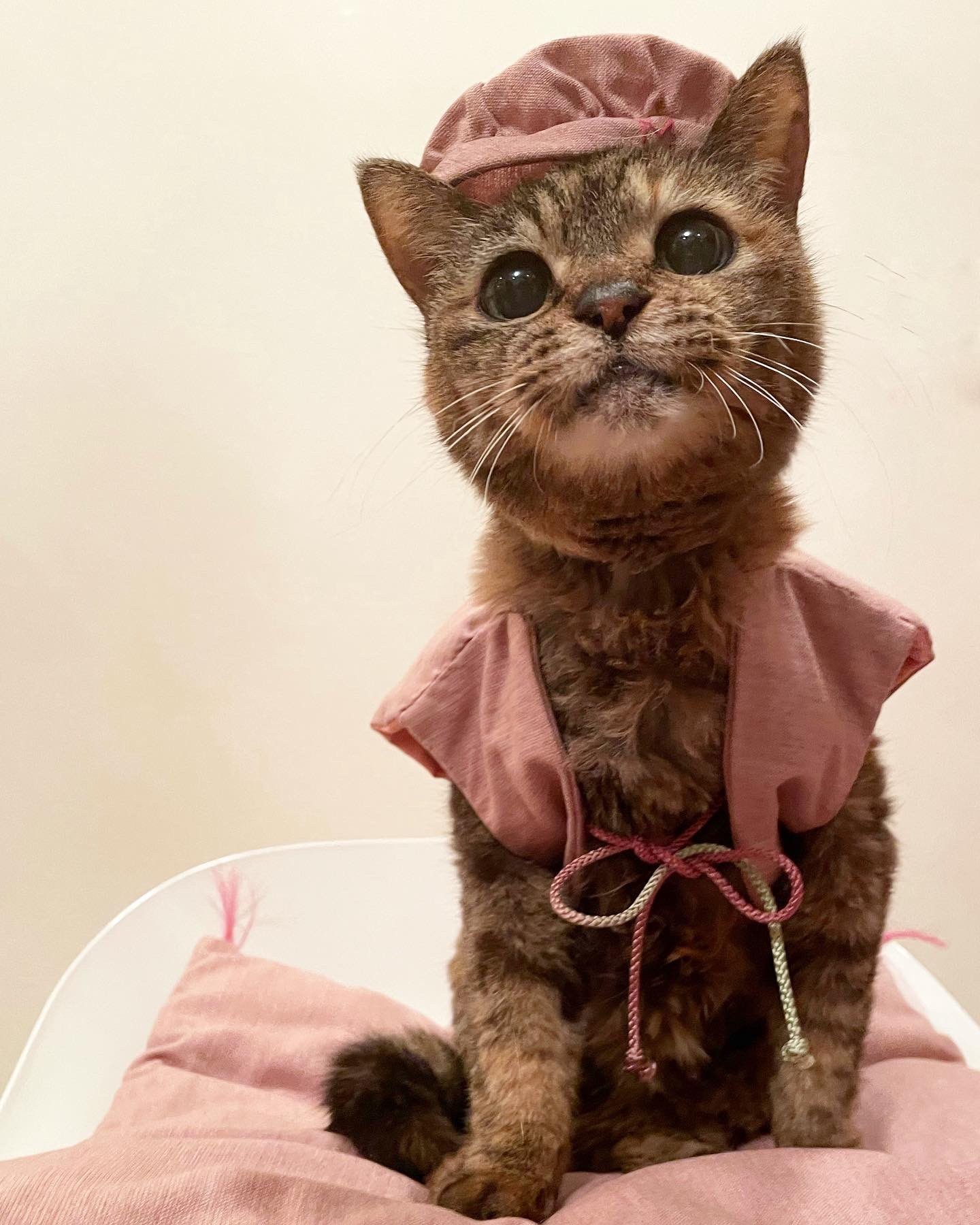 人間でいえば 百寿 ボロボロだった子がこんなに長生き 21歳を迎えた保護猫にお祝いコメント00件 まいどなニュース