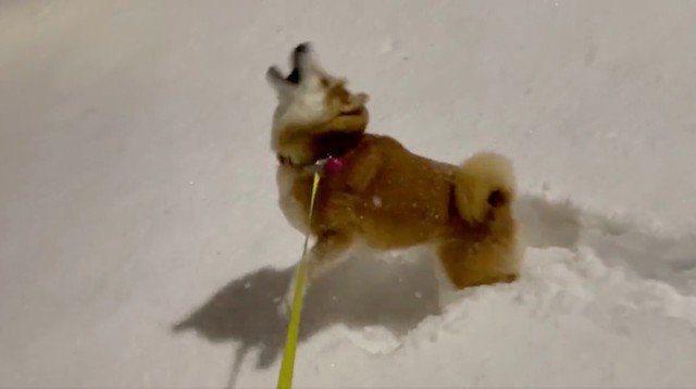 柴犬が 大雪警報 に大はしゃぎ 降る雪にジャンプ やった 食べ放題やで まいどなニュース