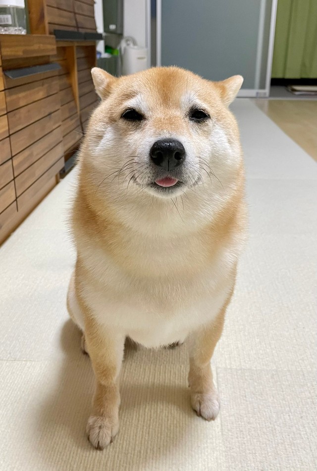 ビスケット と びょういん で全然違う 柴犬の静かな顔のリアクション芸に 目だけで語るオトコ ヒト入ってます まいどなニュース