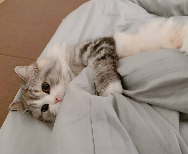 まだお布団にいたいニャ～。まったりねむちゃん（提供：ねむろぐさん）