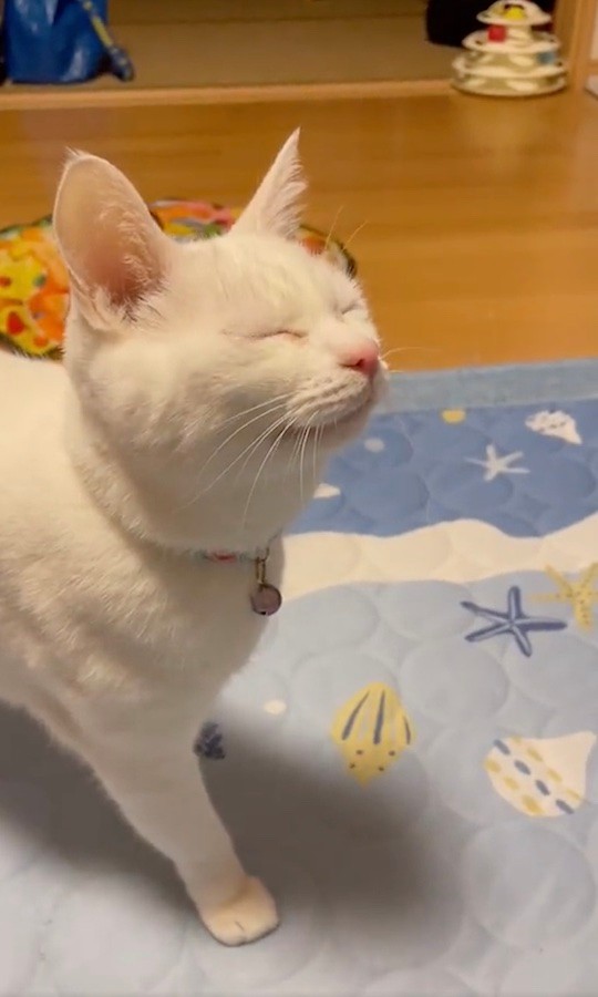 手に持つ目薬を見た猫さんの反応に悶絶 お目めしょぼしょぼ パブロフの猫 おやつ欲しいのに まいどなニュース