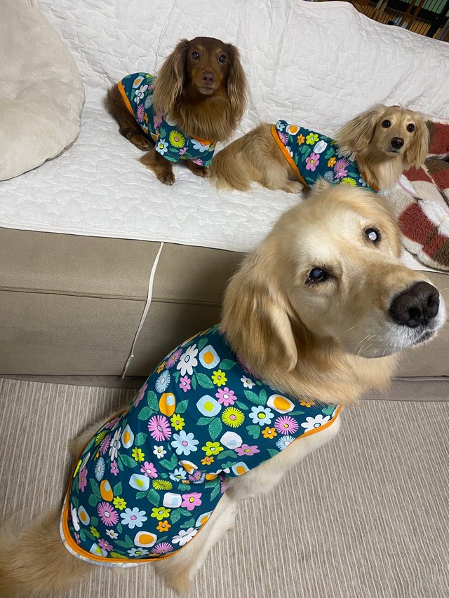 絶対飛び越えられるはずだけど 自分を小型犬と思ってるゴールデンレトリバーが話題 同居犬の影響 まいどなニュース