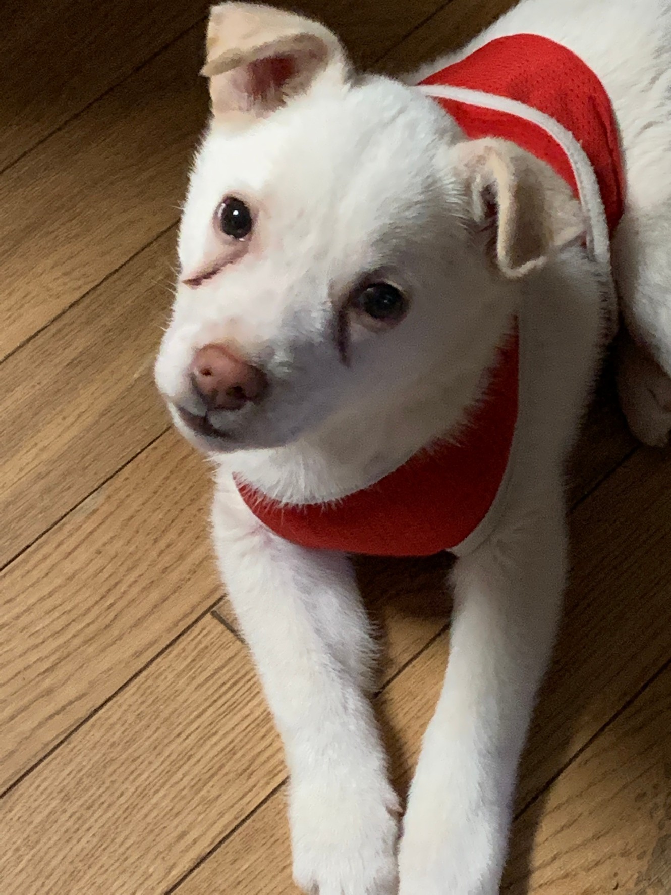 ボランティア歴年以上の保護活動家 念願の犬 猫保護シェルターを開設 私が倒れても 仲間に 活動 を託したい 乳がん再発のリスク背負い活動 まいどなニュース