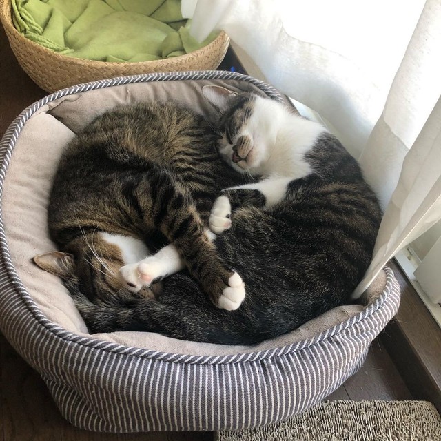 姿を消した母親猫 子猫2匹は戸惑うも今は健やかに 「不幸に見舞われる 