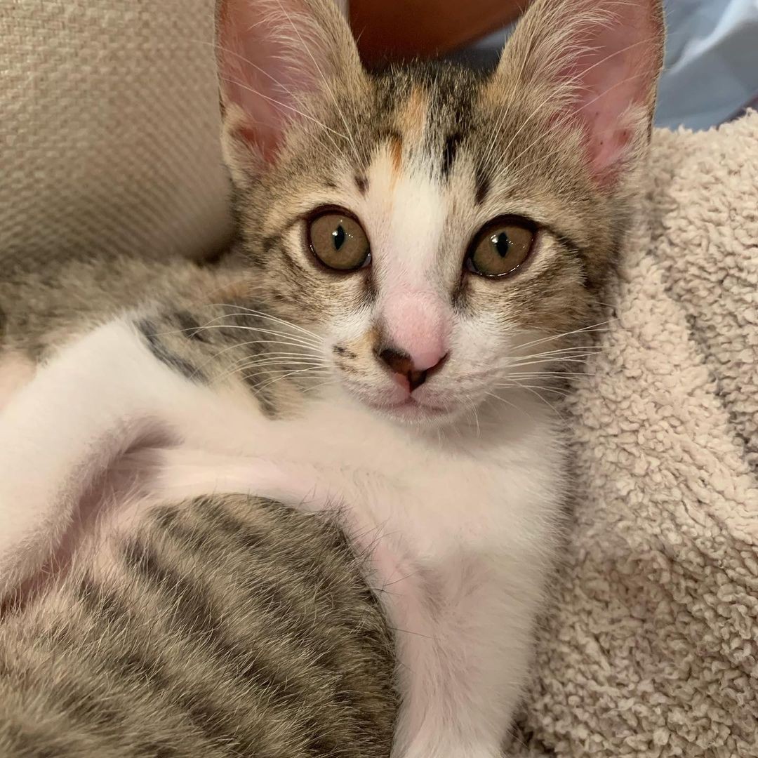 猫のおかげで 考えを変えられた 遠い異国で襲われたコロナ禍 保護され迎えた2匹の子猫が癒しをくれた まいどなニュース