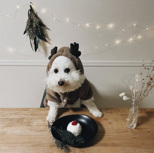 飼い主渾身の手作りケーキを前にこの顔 わんちゃんの表情以外は完璧なのに まいどなニュース 飼い主渾身の手作りケーキを前にこの顔 わんちゃんの表情以外は完璧なのに まいどなニュース