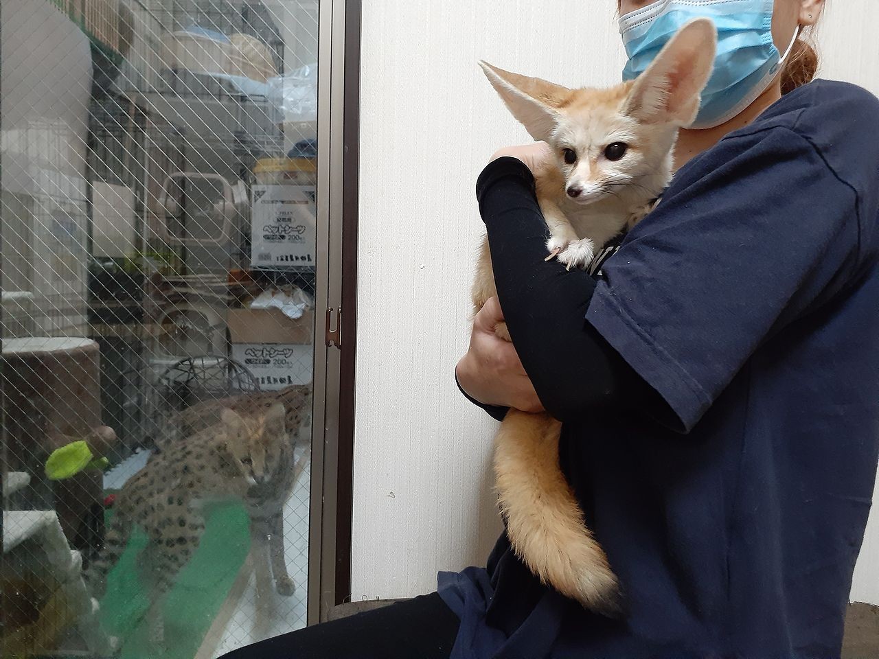 日本で唯一 サーバルキャットと触れ合える異色のカフェ 実は 保護活動 の拠点 オーナーに聞いた 次の一手 まいどなニュース