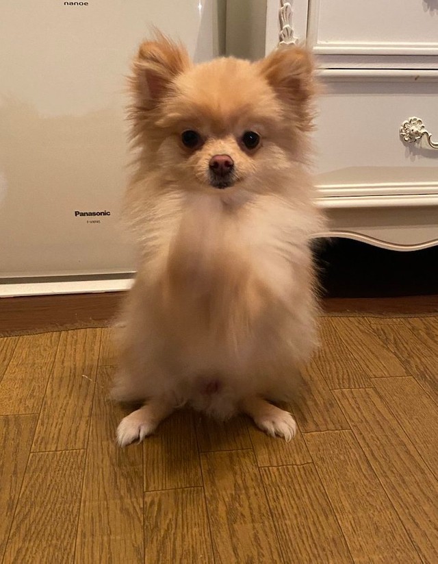 理想的なスタイルで お外トイレ をする犬さん 飼い主も片付けがラクチン 実は切実な理由だった まいどなニュース
