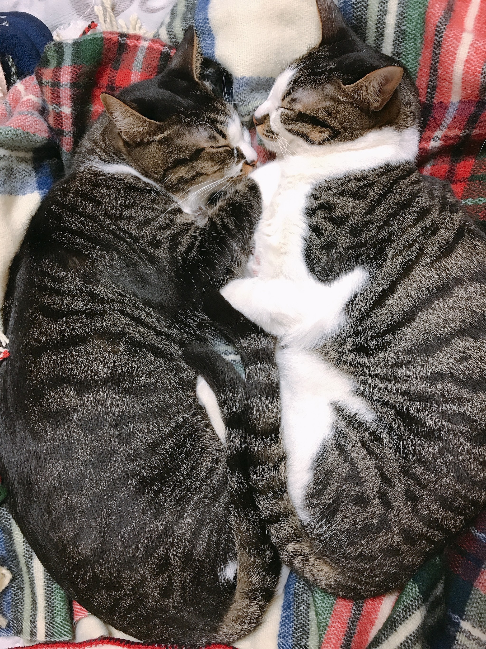 覆いかぶさり命を守っていたかのよう 息絶えそうになっていた仲良い兄弟猫 縁あって命をつなぐ まいどなニュース