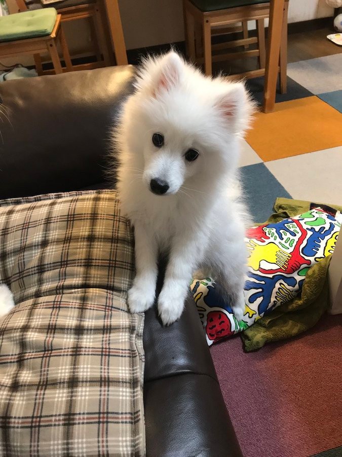 あいつ 食べていい もののけ姫 の山犬兄弟みたいな犬2匹が見つめる先は ヤックル逃げてぇ まいどなニュース