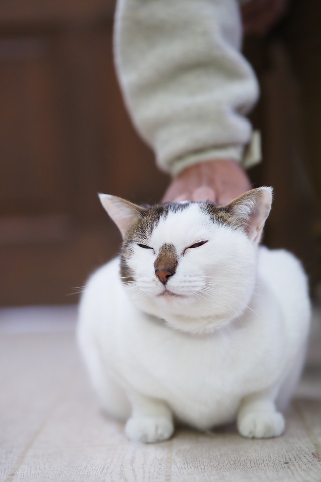 超甘えんぼで人の背中に乗るのが大好き 園芸店の おんぶ猫 まいどなニュース