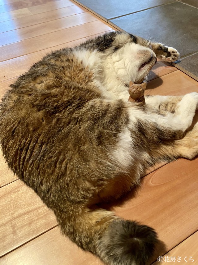 鹿児島で保護された野良猫がめぐりめぐって今は淡路島 彫刻家にインスピレーションを与え続ける2匹の猫 まいどなニュース