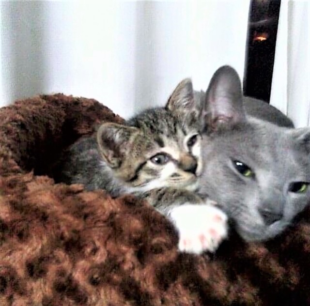 安心してください 私がこの子を幸せにします 母猫と交わした約束守り9年 元気いっぱい くうくんのお話 まいどなニュース