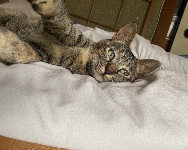 侵入成功 障子やぶりの猫に大喜利コメント殺到 何処でもドア 猫に障子 してやったりの顔 まいどなニュース