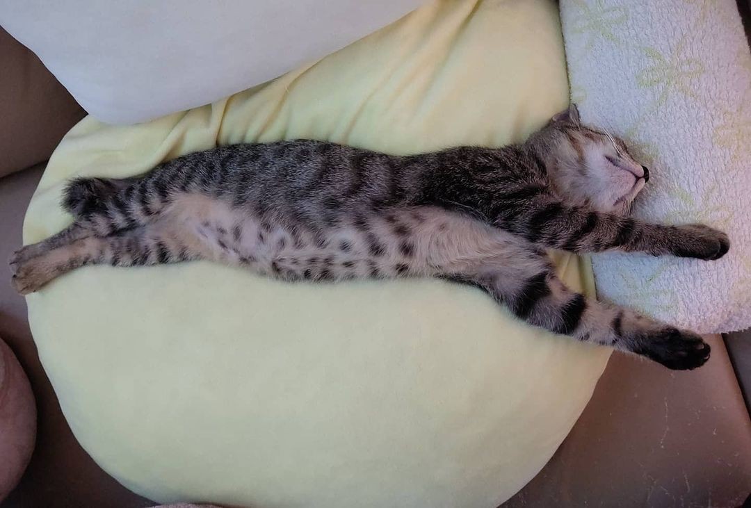 ラテックスの頭袋窒息したラテックスの猫 