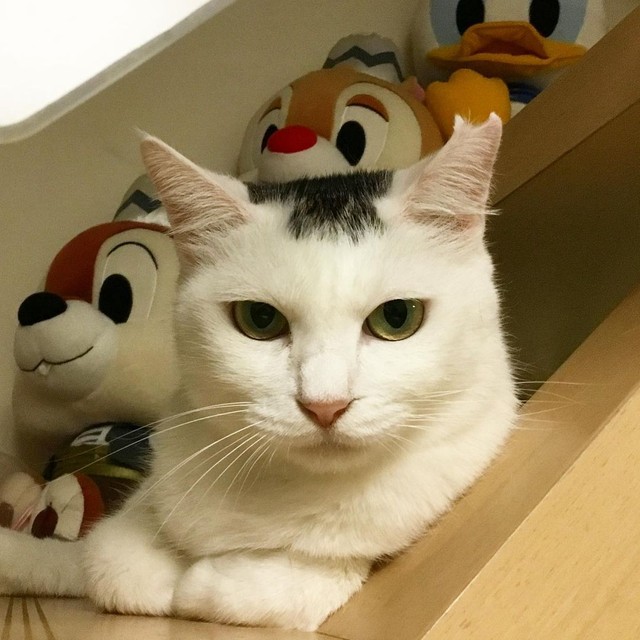 Tnrを計画した矢先に通い猫が妊娠した 夫婦が相談 我が家で出産させよう まいどなニュース