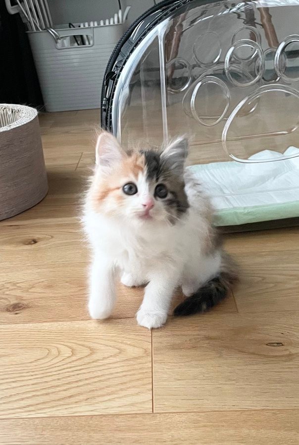 捨てられた子猫 が半年後 オモシロ可愛い 人気猫 に 立派になって こんなに可愛い子をなんで捨てるんだ まいどなニュース