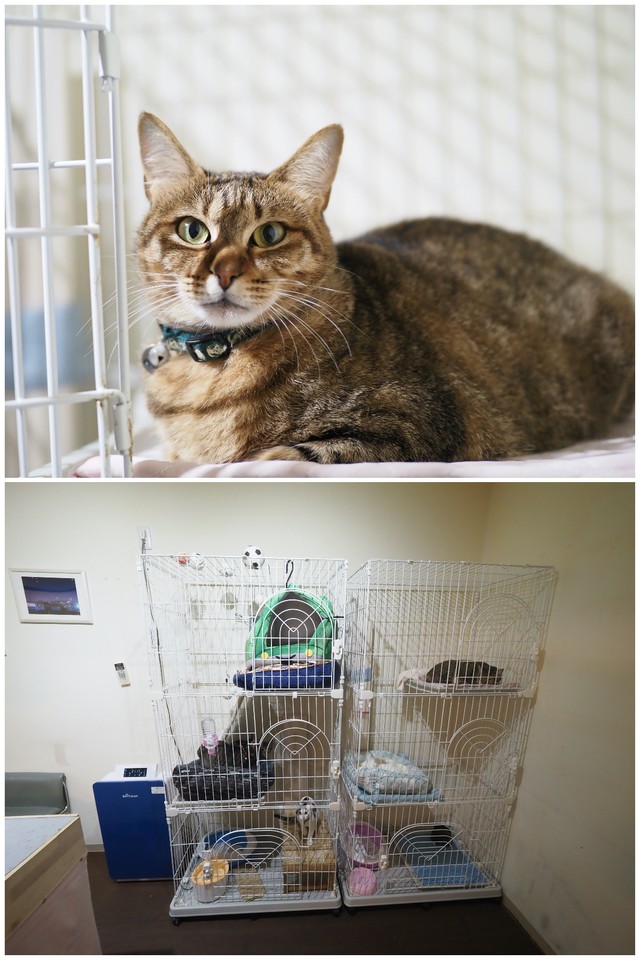 猫ゴジラ 現る コロナ禍で窮地に陥った店の救世主になった鉄道模型食堂の猫たち まいどなニュース