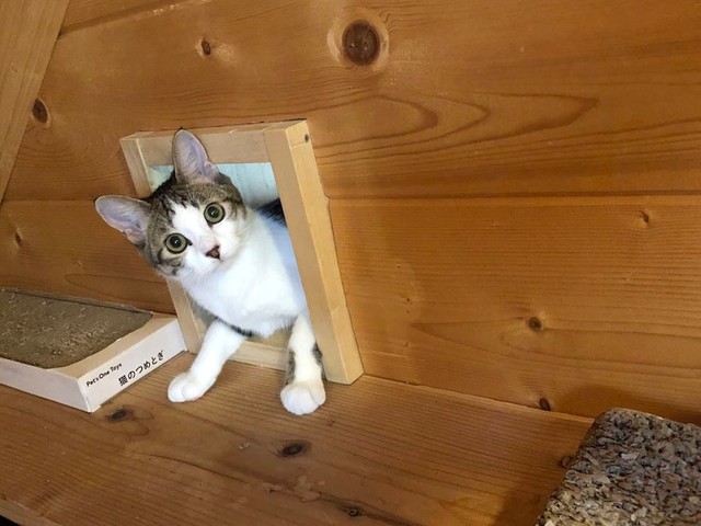 生まれて初めてストーブを見た子猫 Vs 喜ぶ先輩猫 ドヤ顔のベテラン勢 ビビり顔の新米 どっちもかわいい まいどなニュース