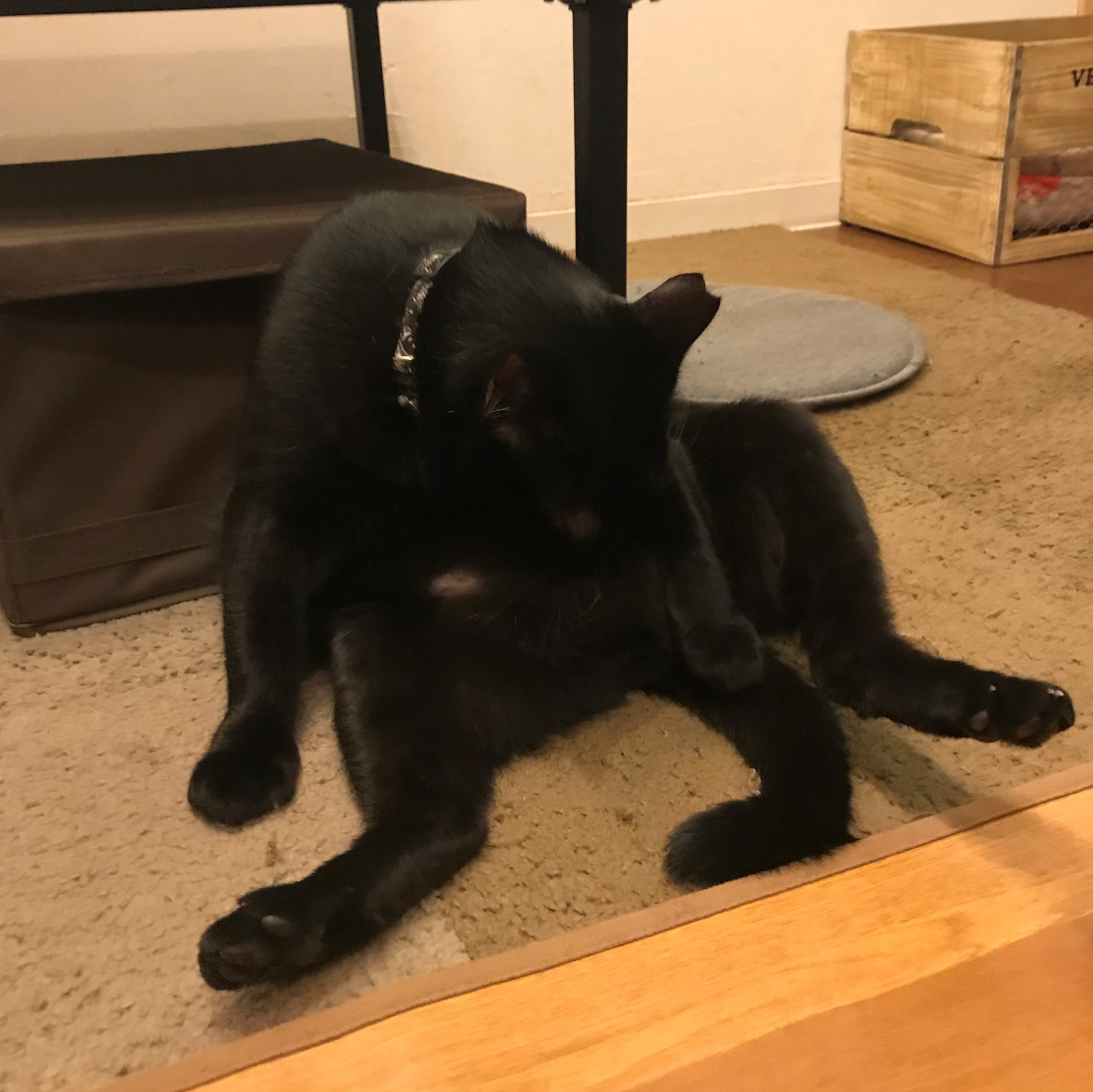 人生には忘れがたい猫がいる 小学生だった私の世界を ちょっぴり広げてくれた パン屋の黒猫 まいどなニュース