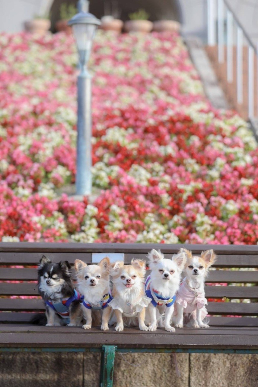 ワンちゃんの集合写真がみんなカメラ目線 9匹の犬と生活を楽しむカメラ講師 そのスゴ技のコツは まいどなニュース