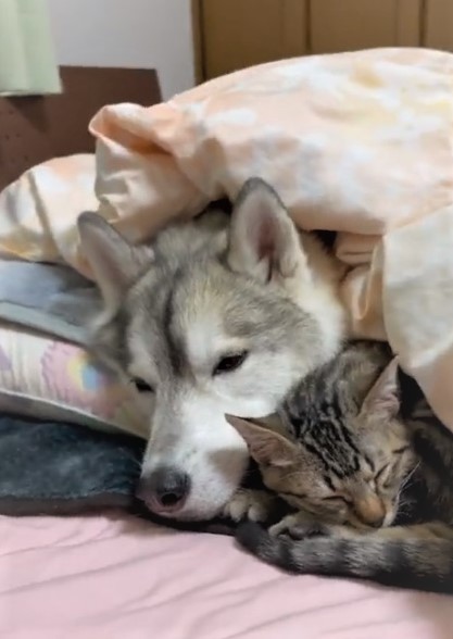 お布団の中で寄り添う子猫と犬にほっこり ぬくぬくにゃー 一緒に添い寝したい まいどなニュース