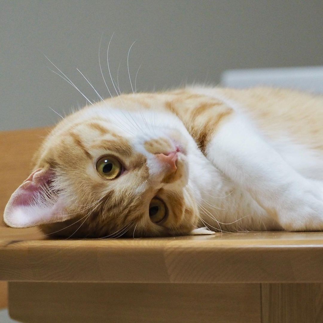 友人宅に迷い込んだ子猫を保護 甘えん坊で超かわいいが イヤなことはイヤ と主張する猫だった まいどなニュース