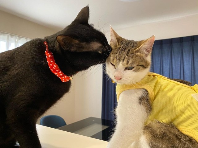 子猫を飼わないか と送られてきた運命の黒猫の写真 先住猫が寂しいだろうと2匹目を検討中 まいどなニュース