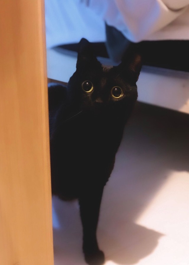 自分がモデルだってわかってる 華麗なポージングを決める猫ちゃんに なんて賢い美猫 まいどなニュース