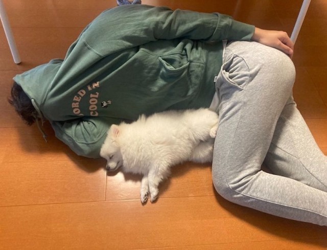 「顔を舐められるのをガードする飼い主」VS「顔を舐めるのをあきらめて寝た犬」 （提供：ポメラニアンのこむぎさん）