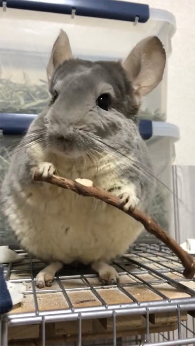 ん？（思い出した）（動画よりキャプチャ／提供：チンチラのムーさん）